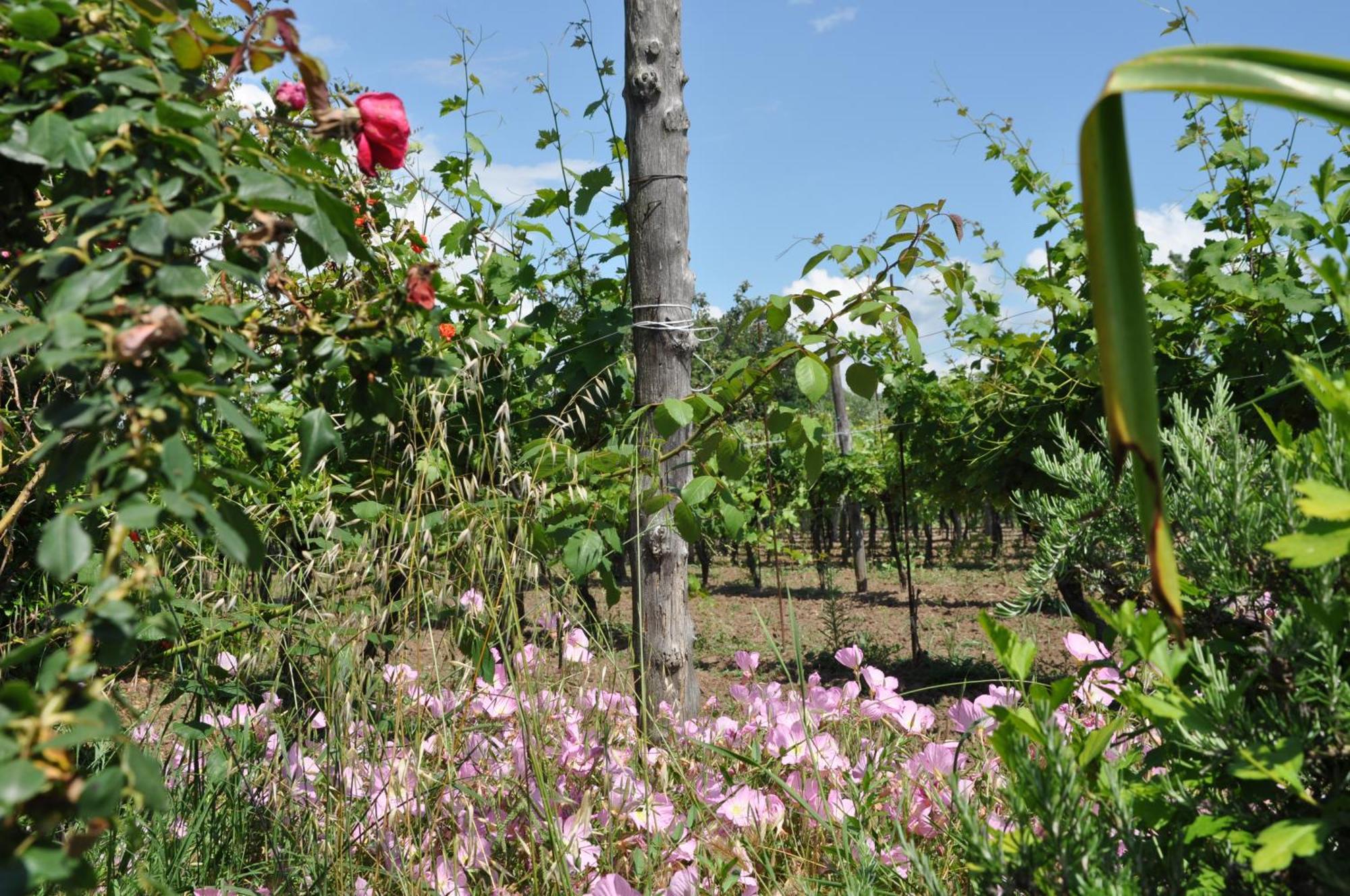 Agriturismo Borgo Baldassarre Βίλα Cellole Εξωτερικό φωτογραφία